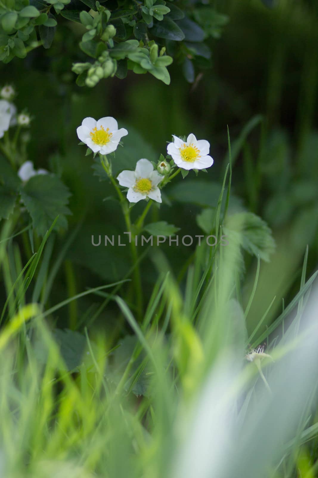 strawberry plants.