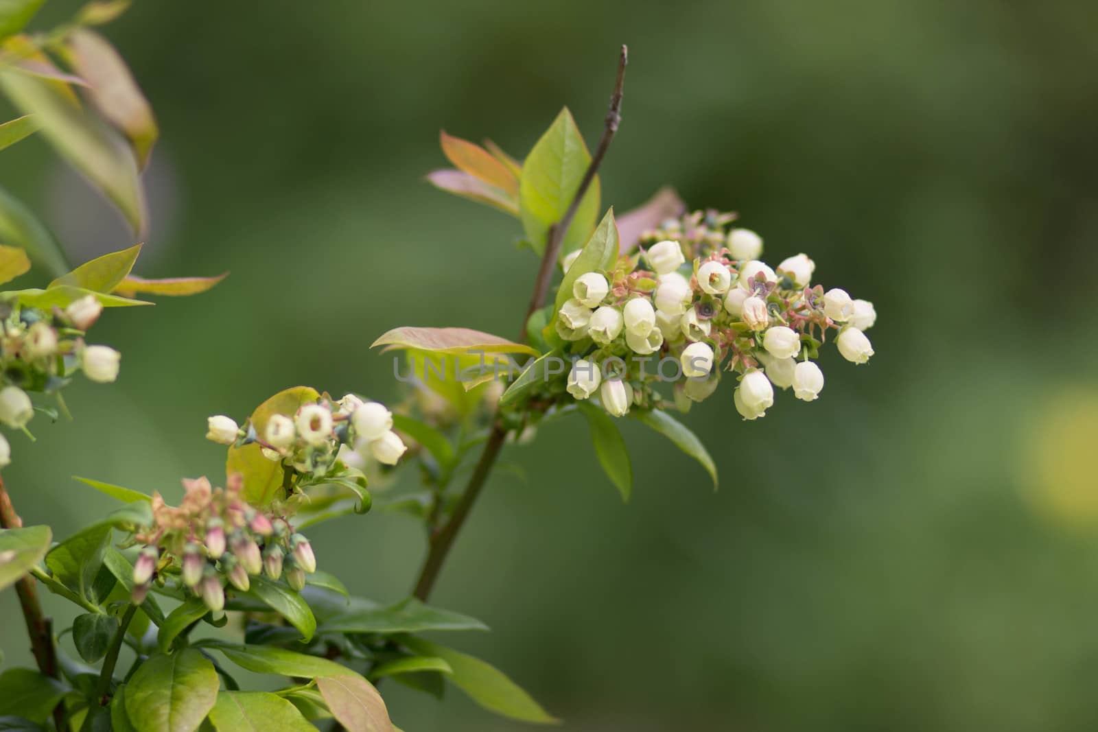 Blueberry shrub in flower