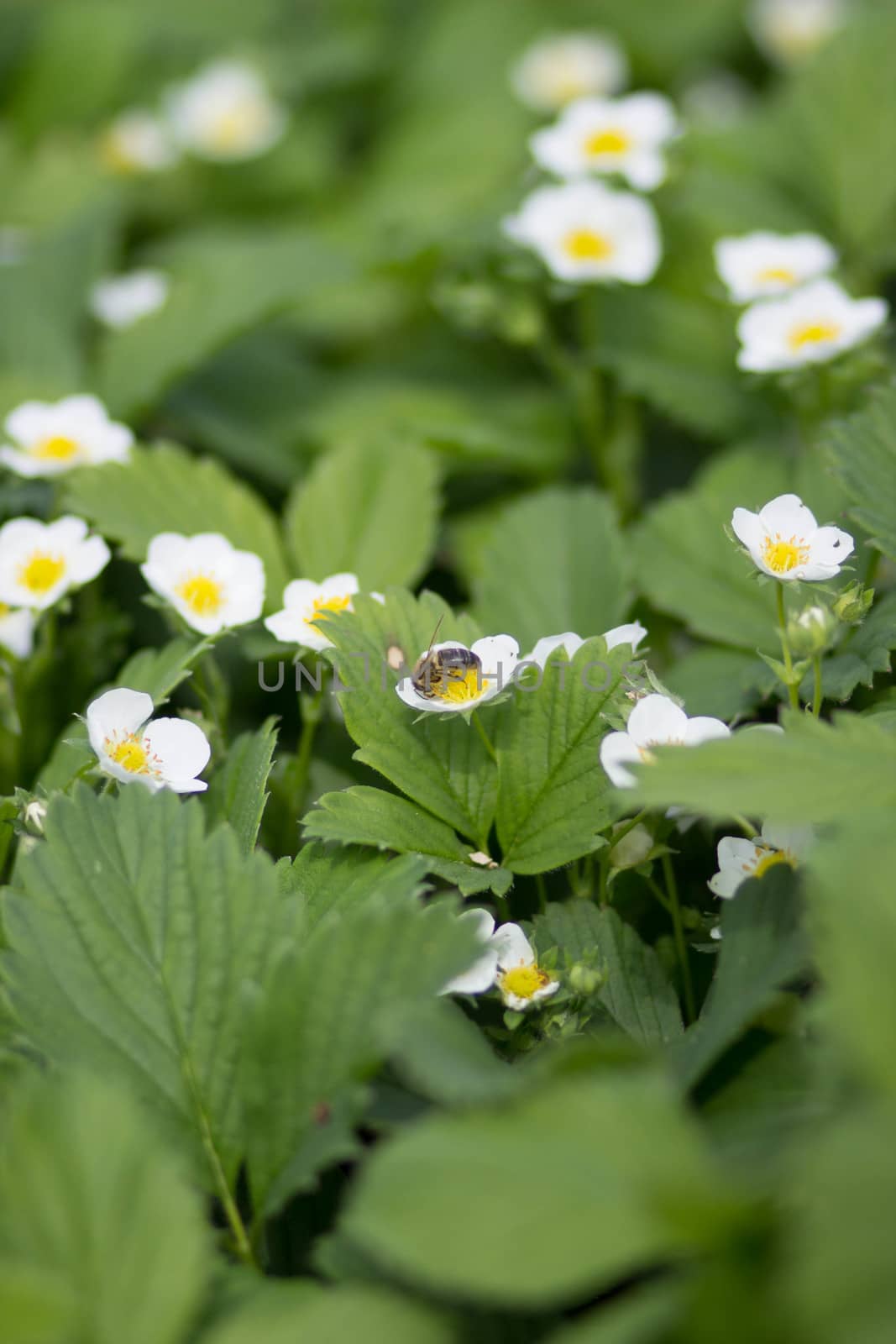 Bee is working for honey on strawberry plants.