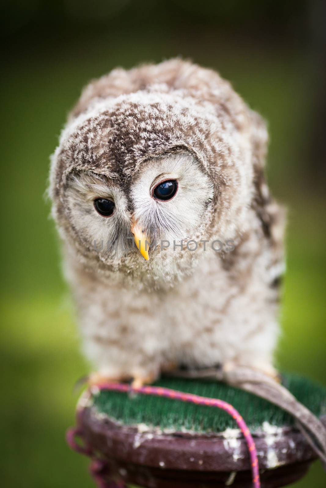 Close up of a baby Tawny Owl (Strix aluco)