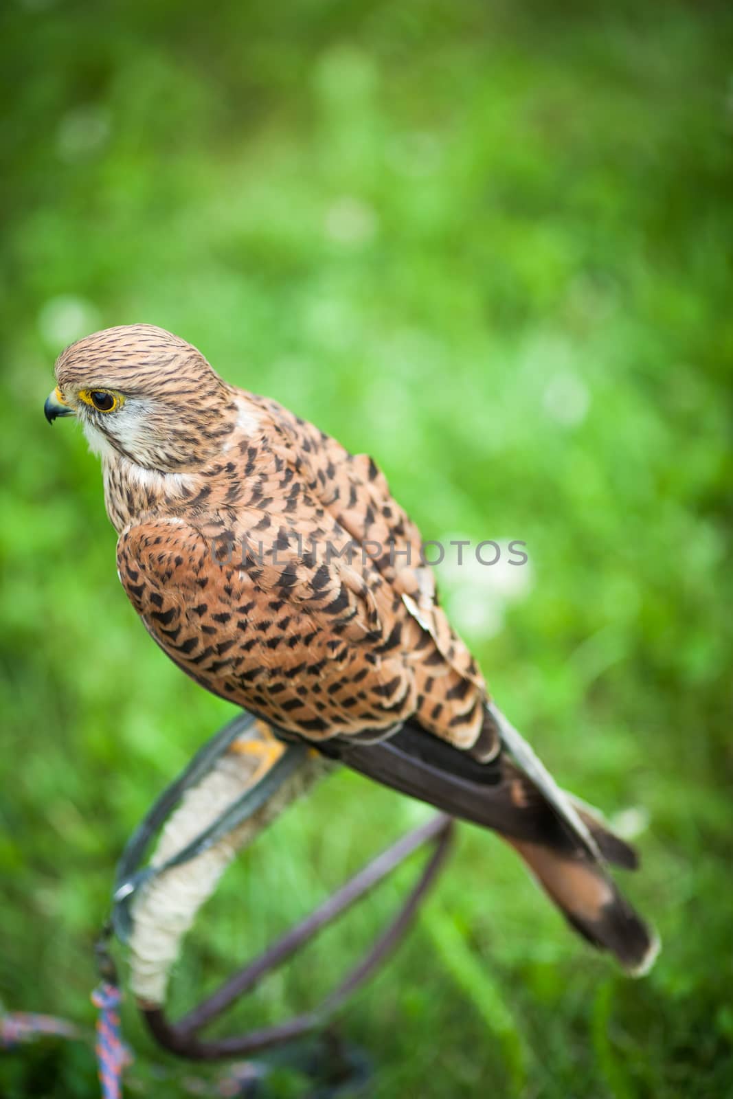 Common Kestrel - Falco tinnunculus by viktor_cap