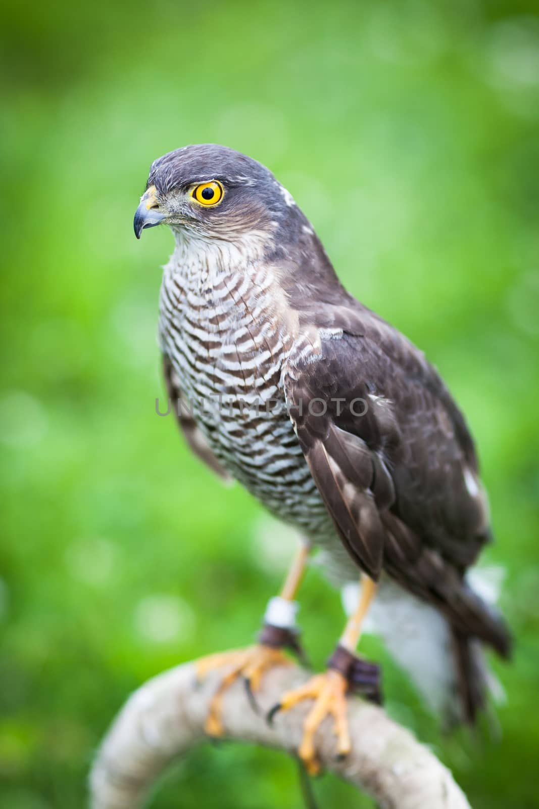 Eurasian sparrowhawk by viktor_cap