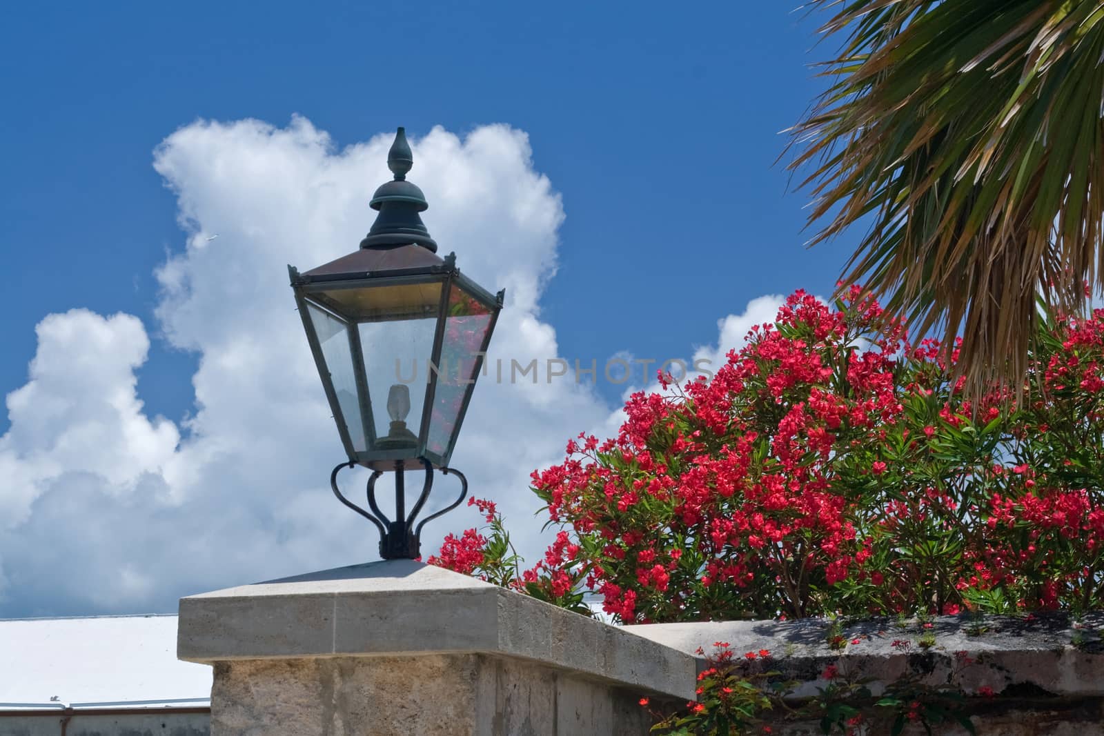 Close up of an old fashioned lampshade flanked by a lush Bougainvillea bush