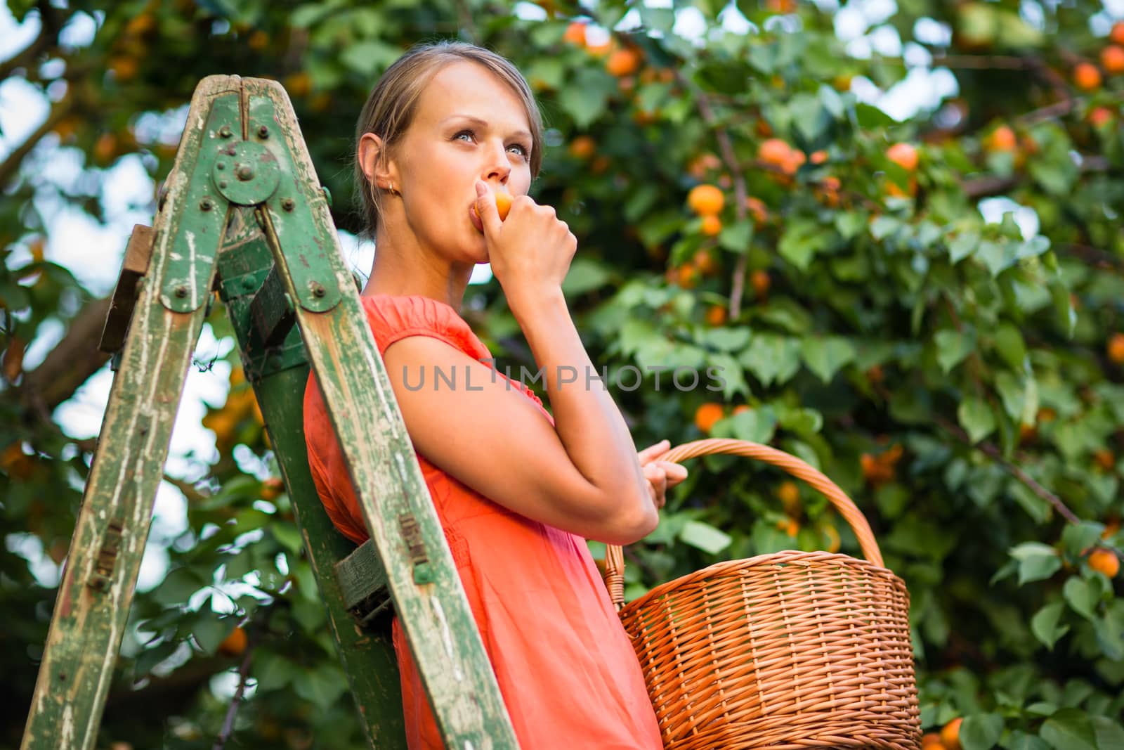 Pretty, young woman picking apricots lit by warm summer evening  by viktor_cap