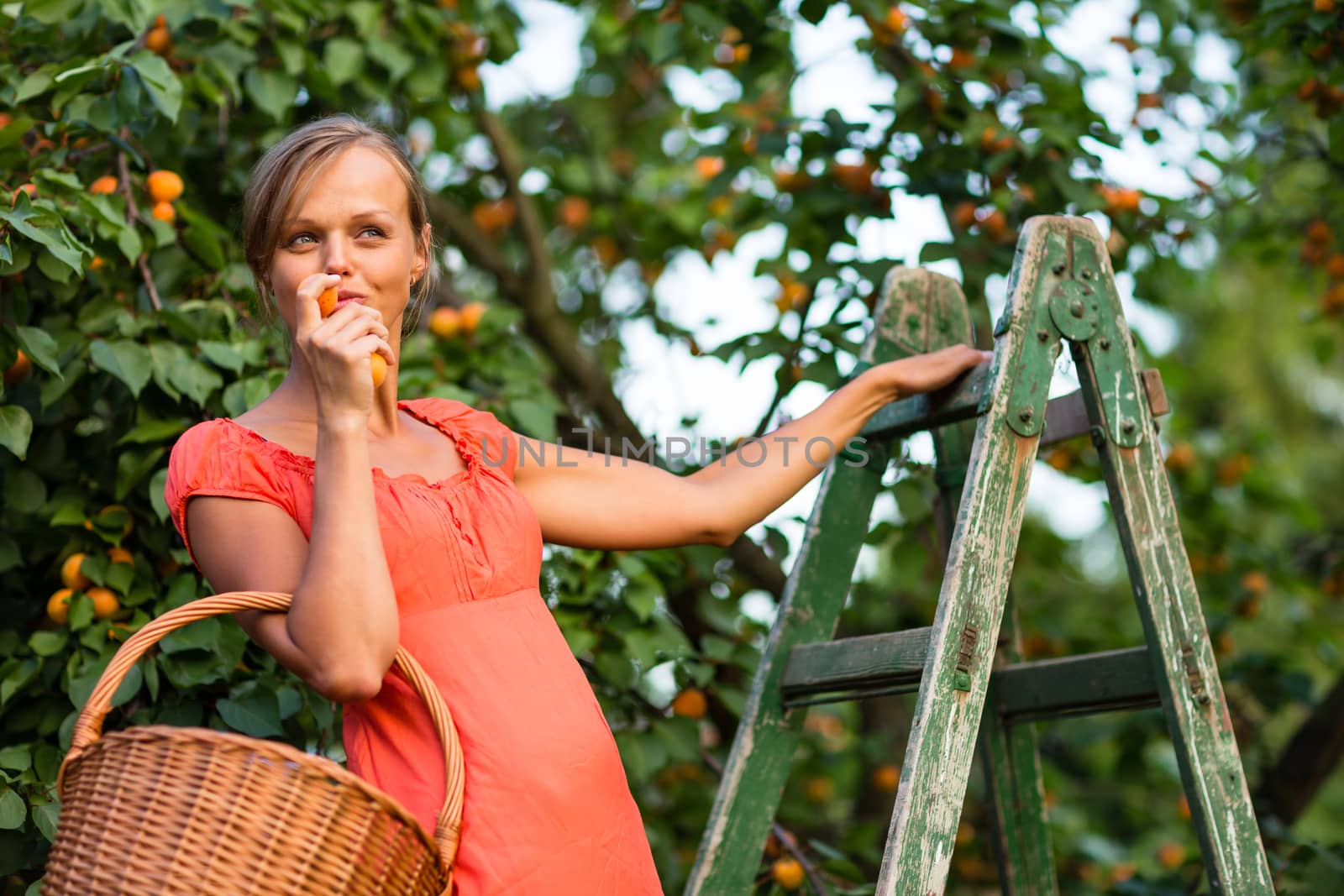 Pretty, young woman picking apricots lit by warm summer evening  by viktor_cap