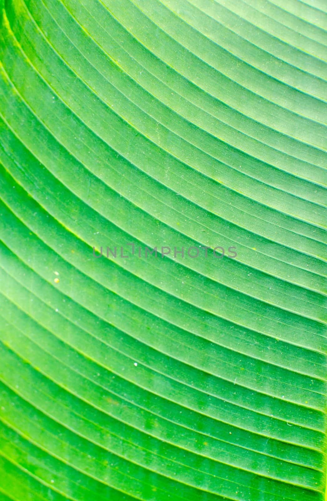 Lines and textures of Green leaves .