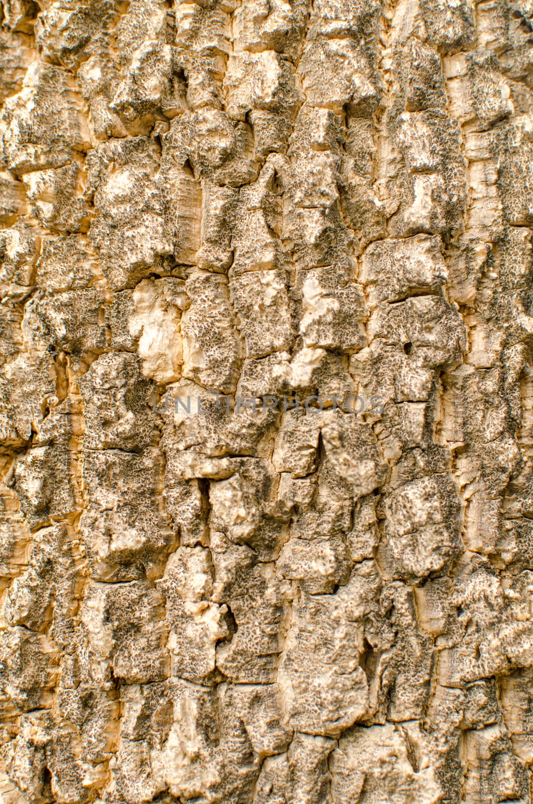 Bark of tree Seamless Tileable Texture .