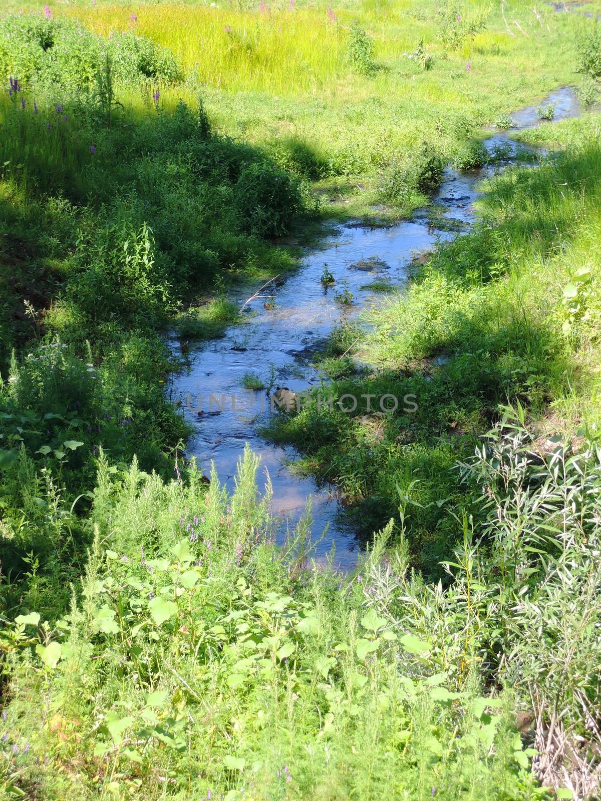 stream in a forest in a sunny summer day  by butenkow