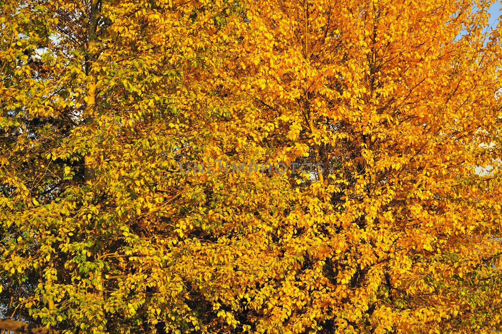 Autumn Leaves by SURZ