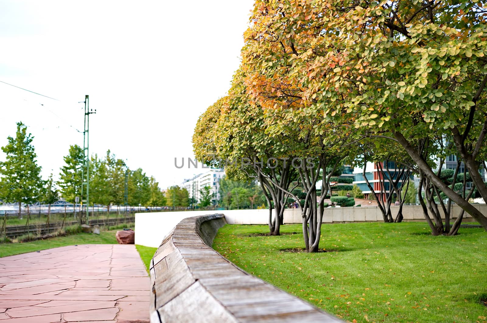 Autumn trees