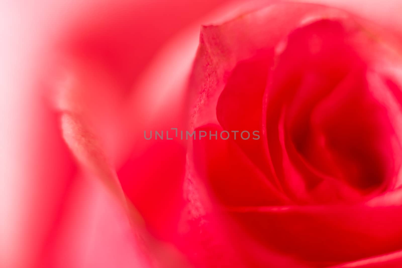 Red rose petals close up, pink background