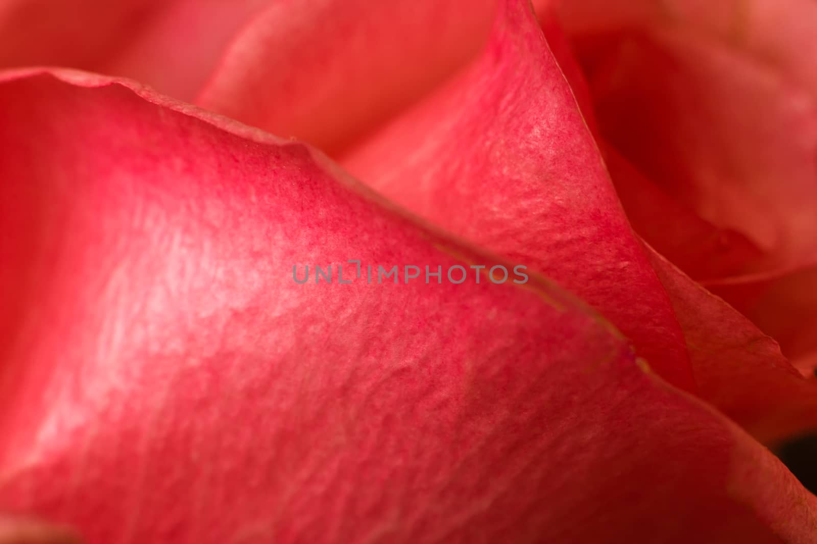 Red rose petals close up, pink background