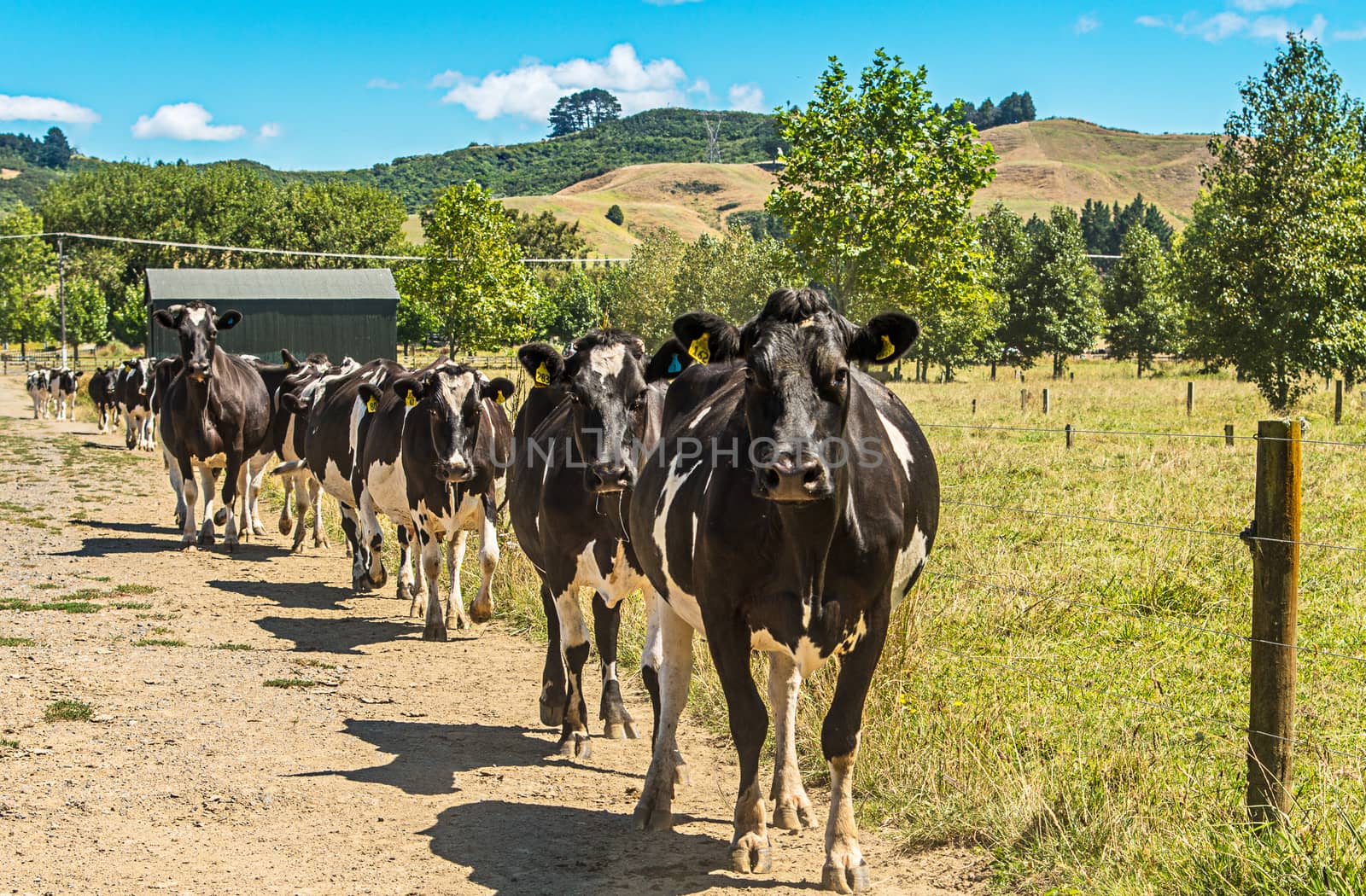 Cows going home