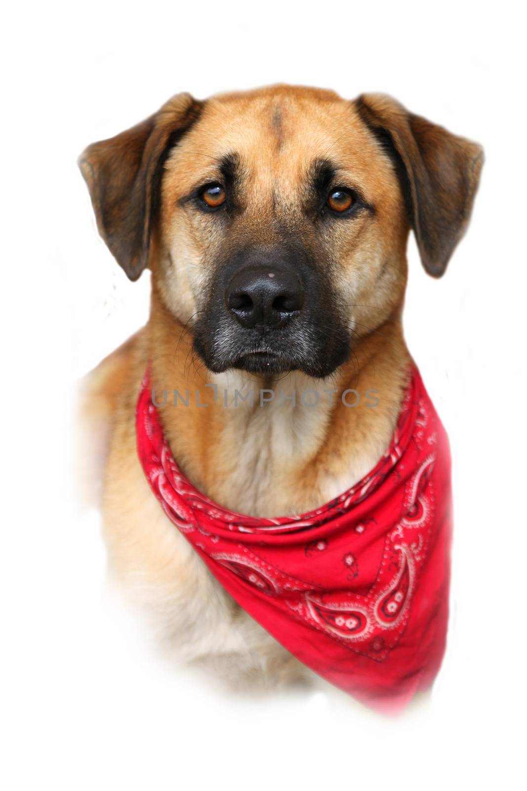 Large mixed breed dog on white background by gvictoria