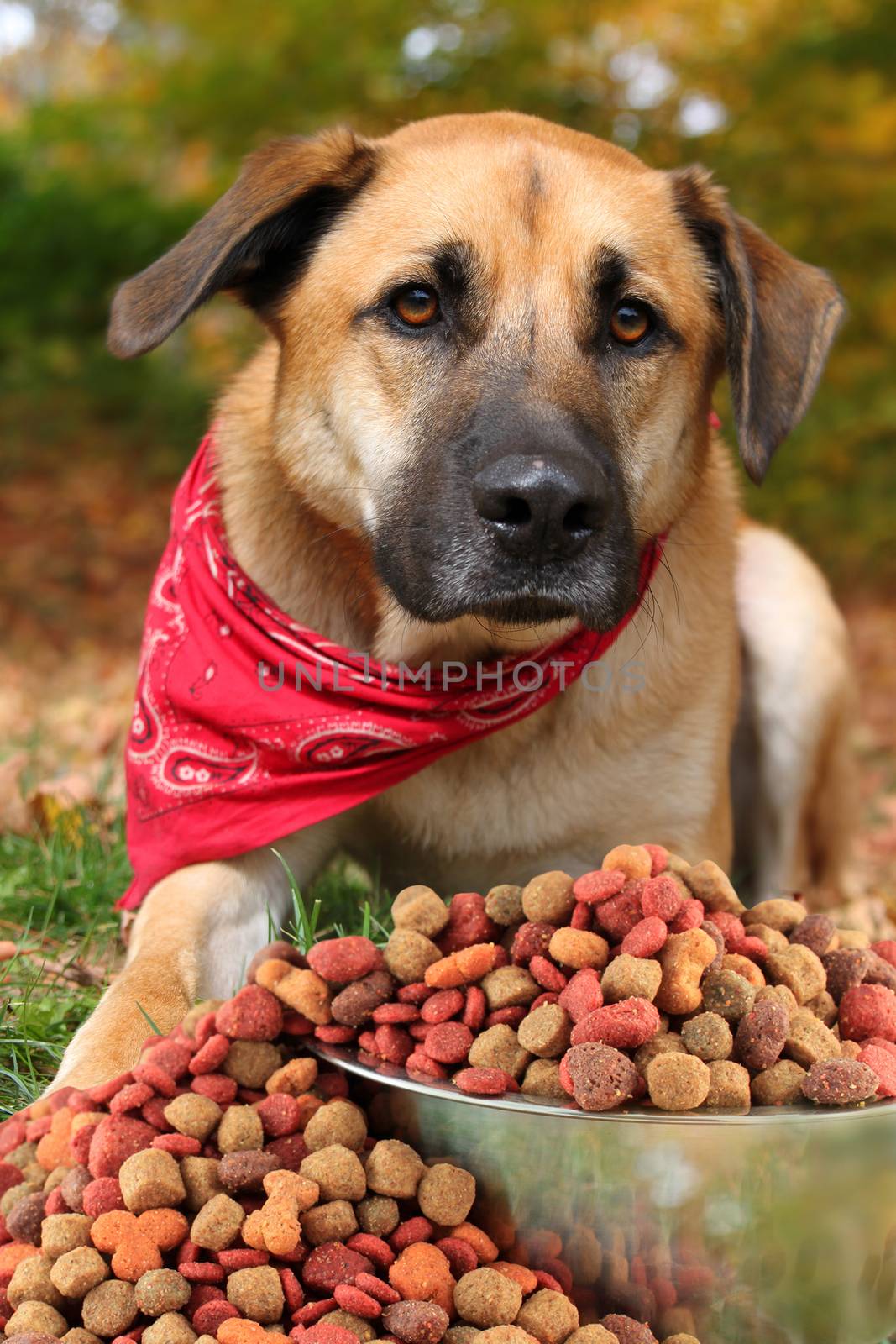 Large mixed breed dog with food in Autumn by gvictoria