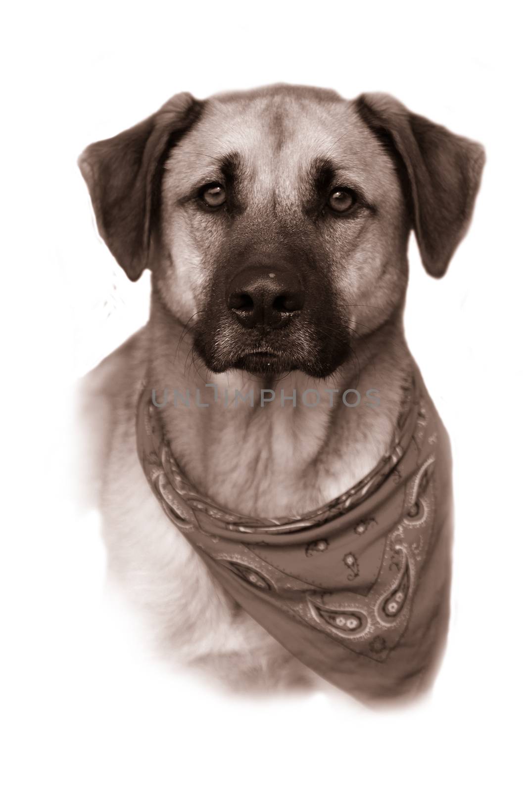 Portrait or bust of handsome large mixed Boxer, Retreiver, Shepherd breed dog,  fading to a white background in vintage sepia color