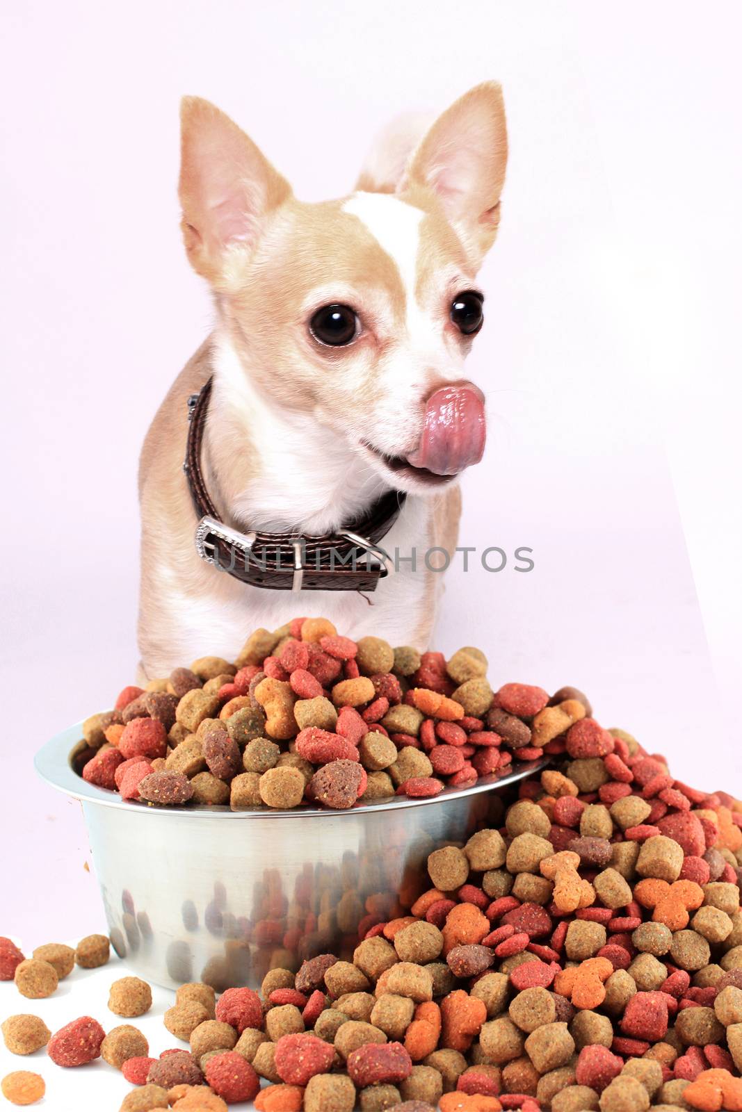 Small chihuahua dog licking his lips and nose ready to eat dog food that's spilling over from a tin silver bowl on a white background