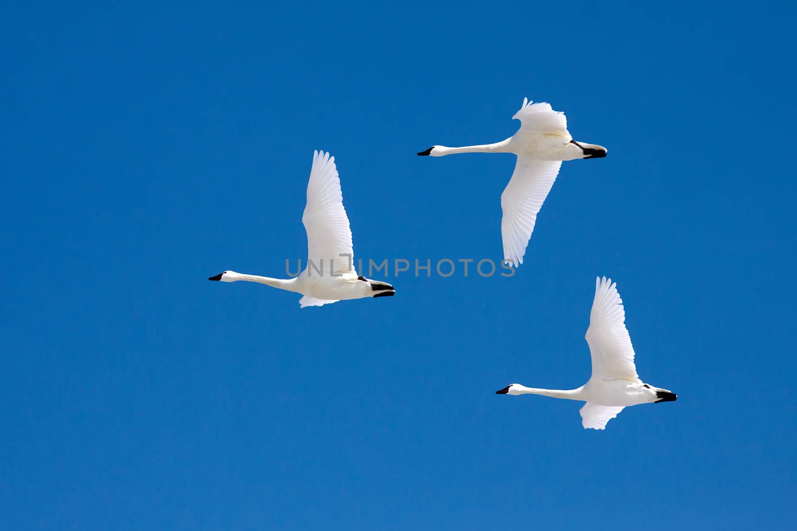 Tundra Swans flying in a clear blue winter sky.