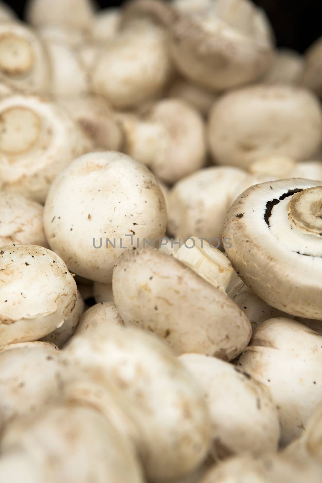 Organic Mushrooms by Iko
