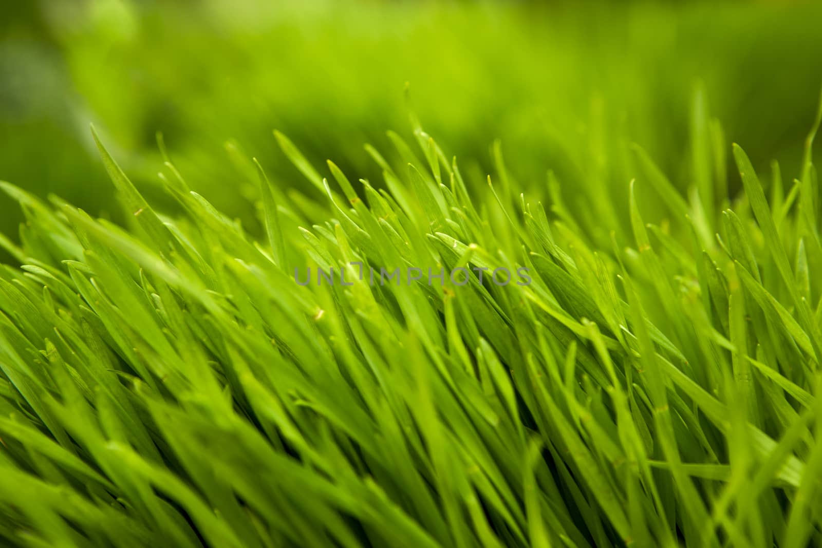 Close-up picture of fresh green grass