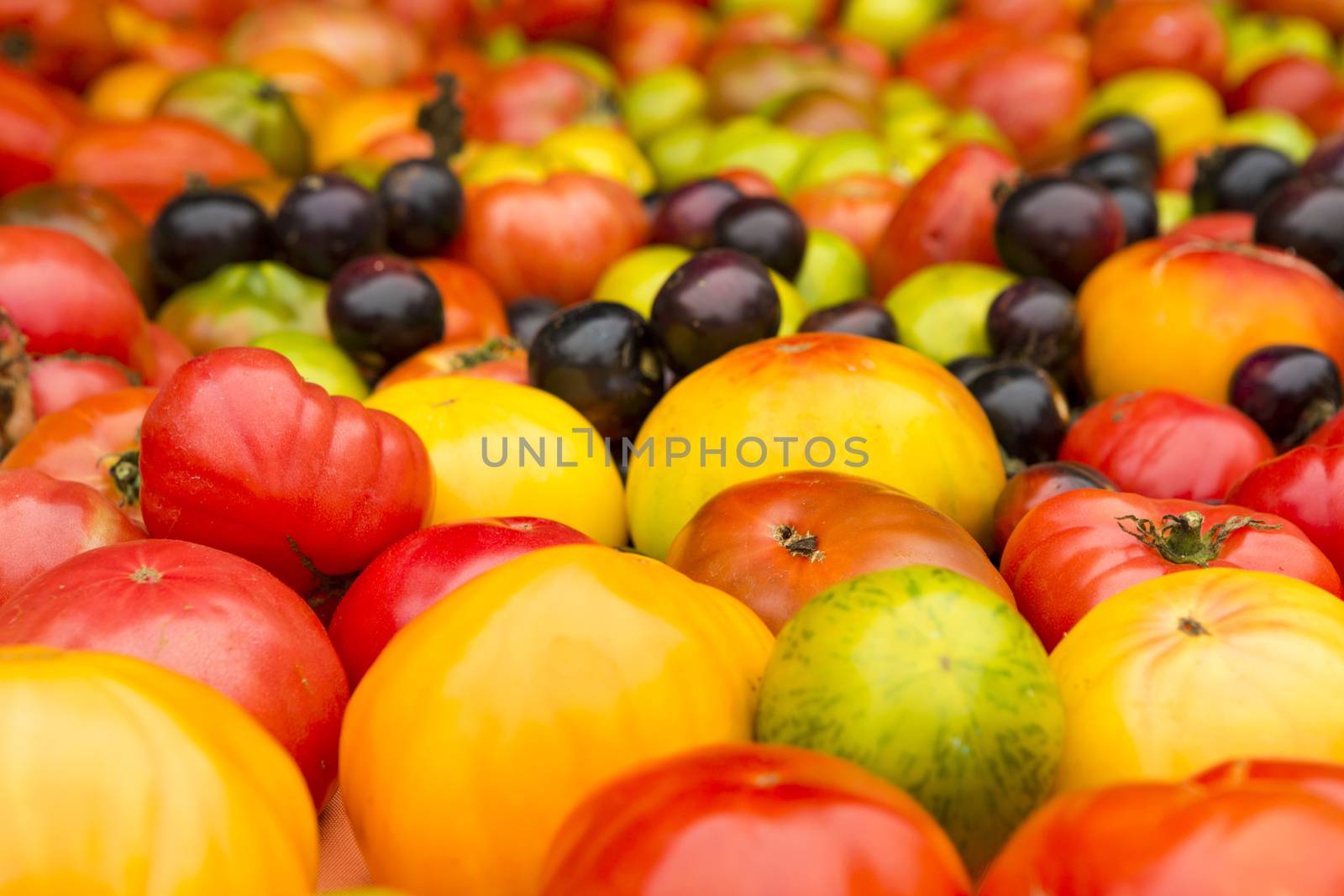Organic Tomatoes by Iko