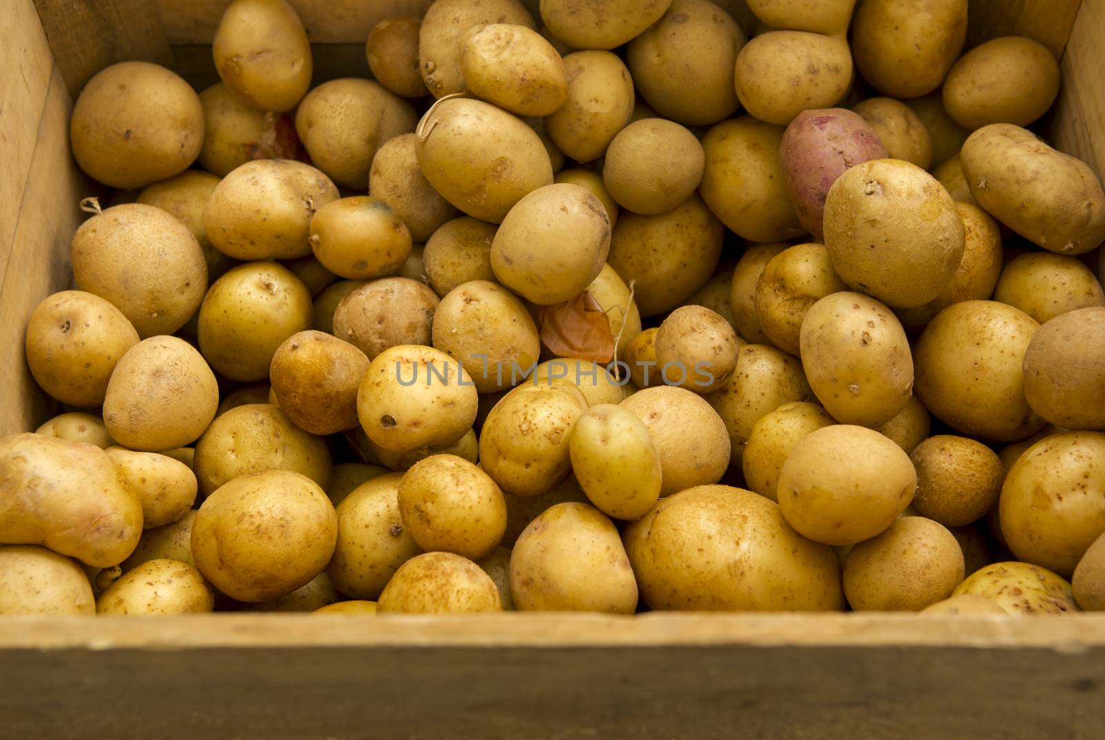 Organic potatoes from a local market