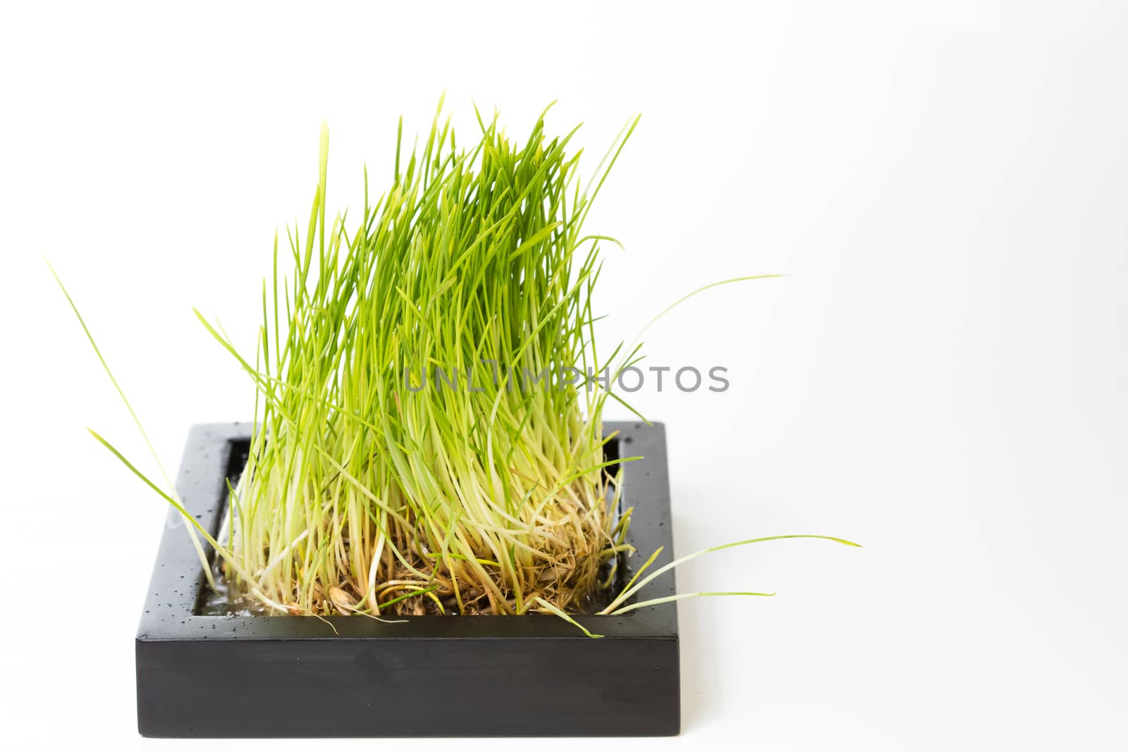 Fresh spring green grass  by sarymsakov