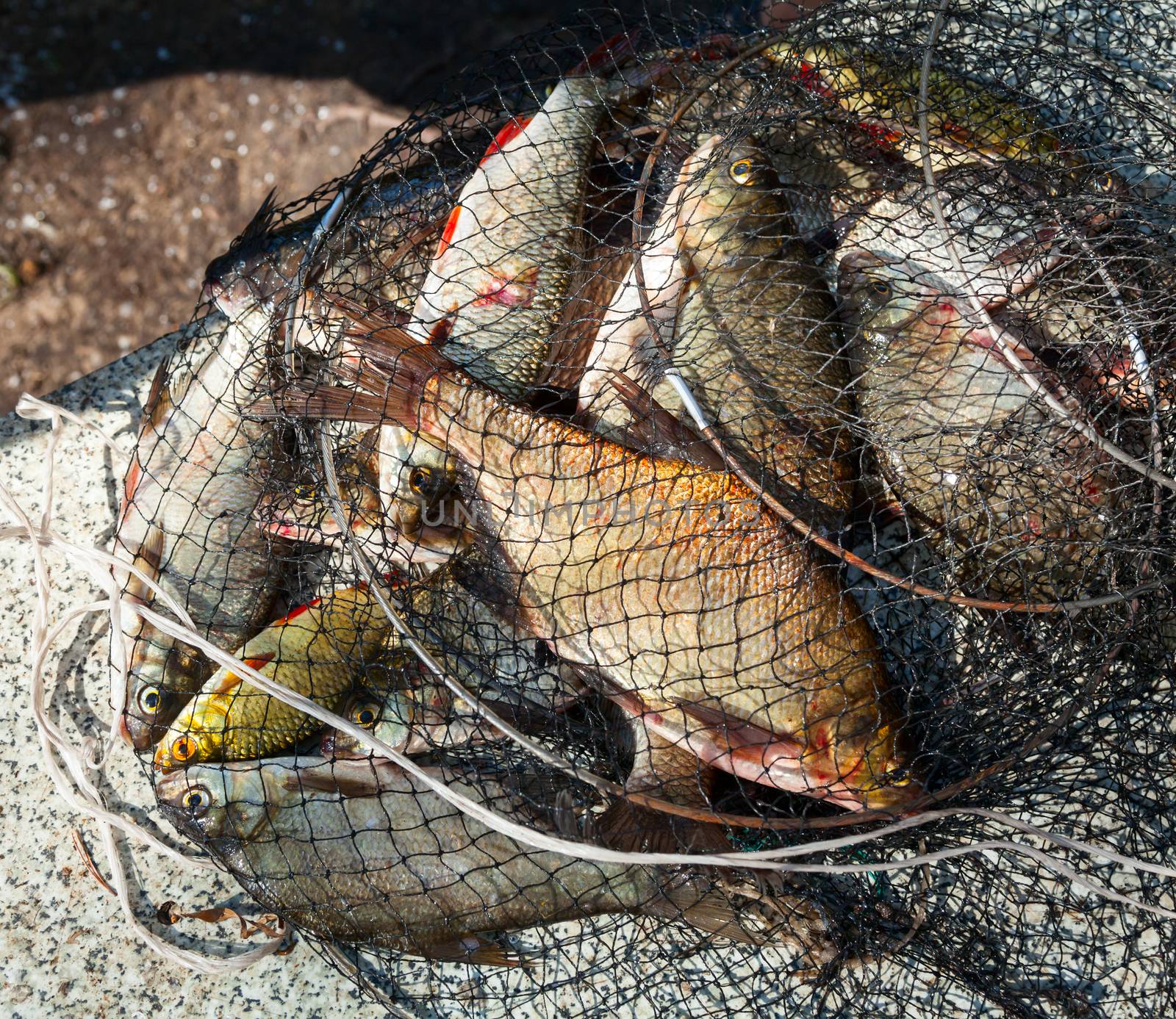 Freshly caught various fresh-water fish in a net