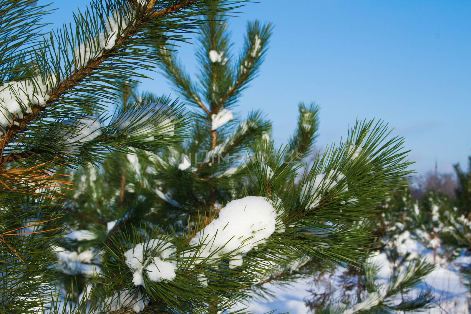 Fir trees in winter snow - Stock Image