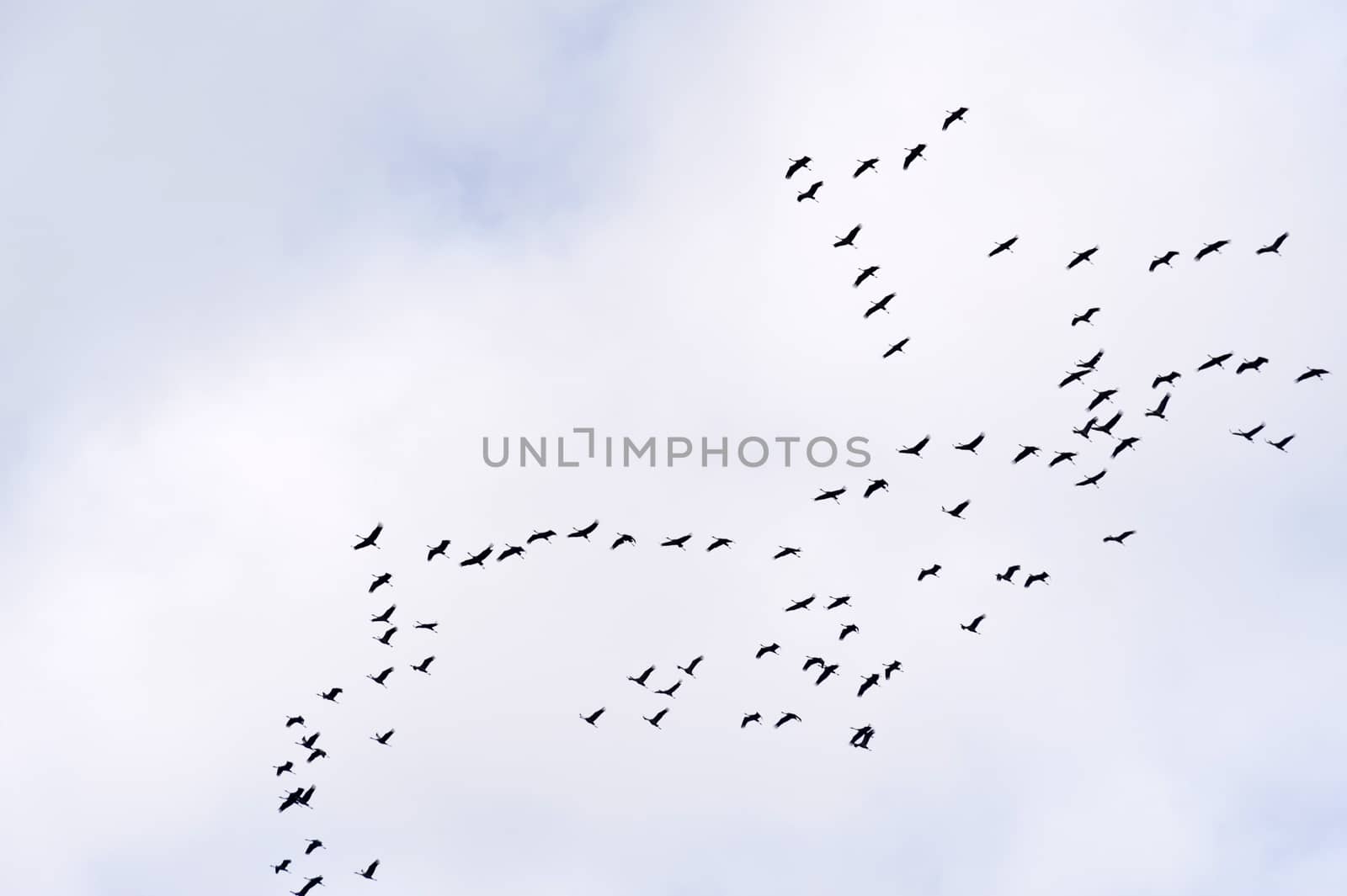 Flight of the Common Crane