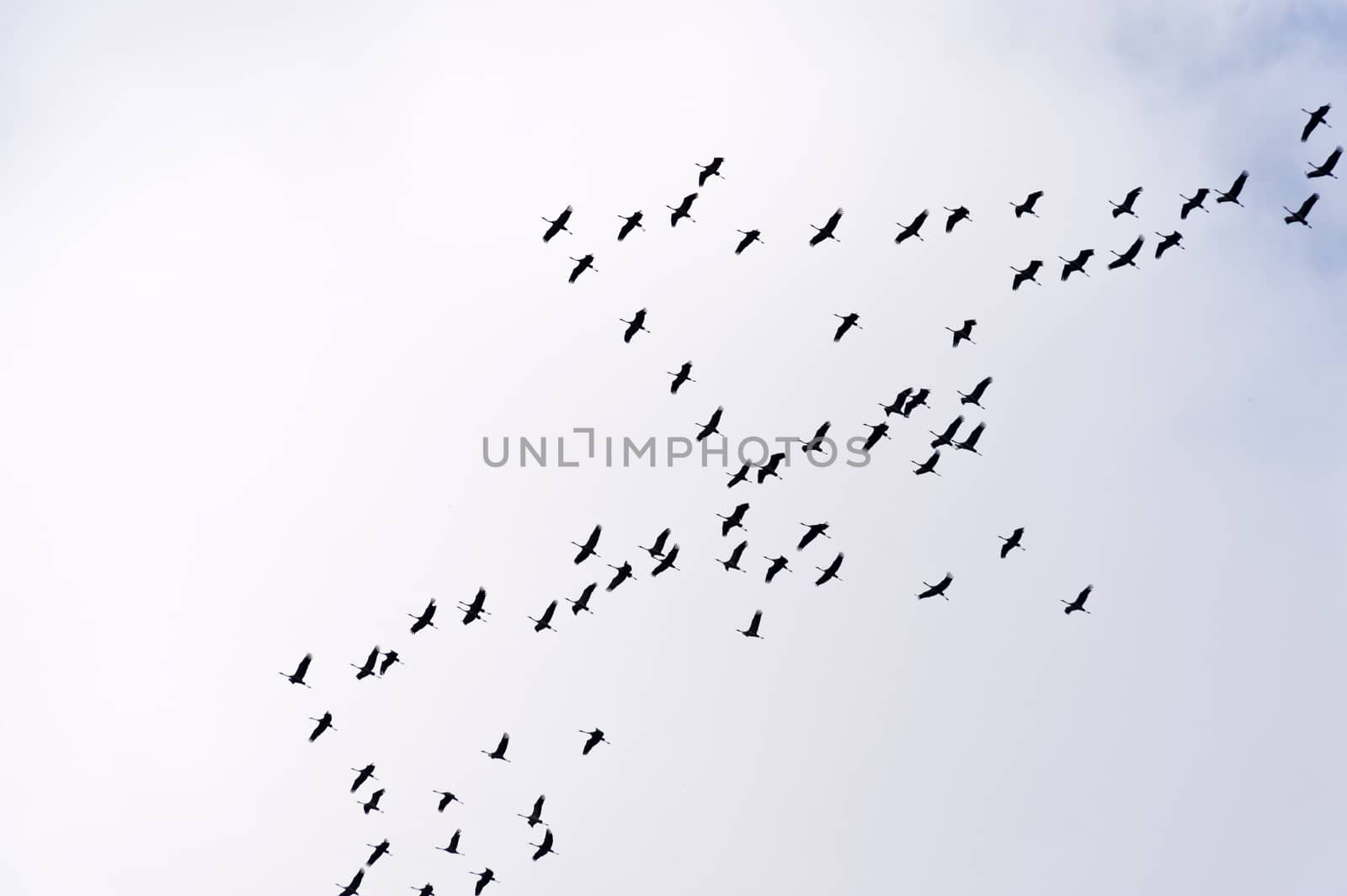 Flight of the Common Crane