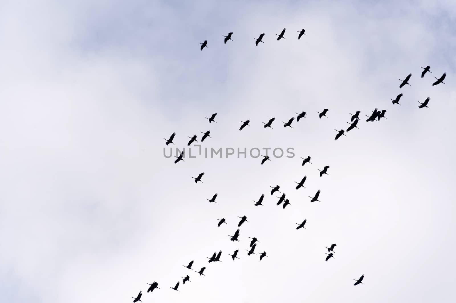Flight of the Common Crane