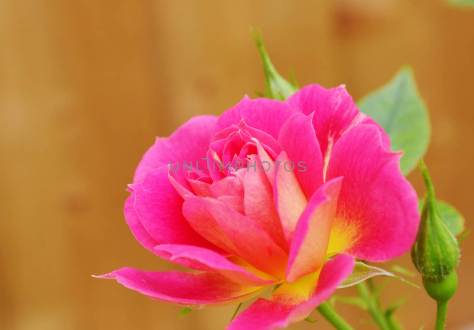 Close-up image of a beautiful miniature rose.