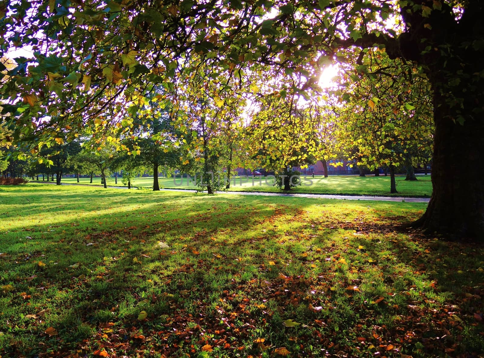 A colourful Autumn scene. by paulst