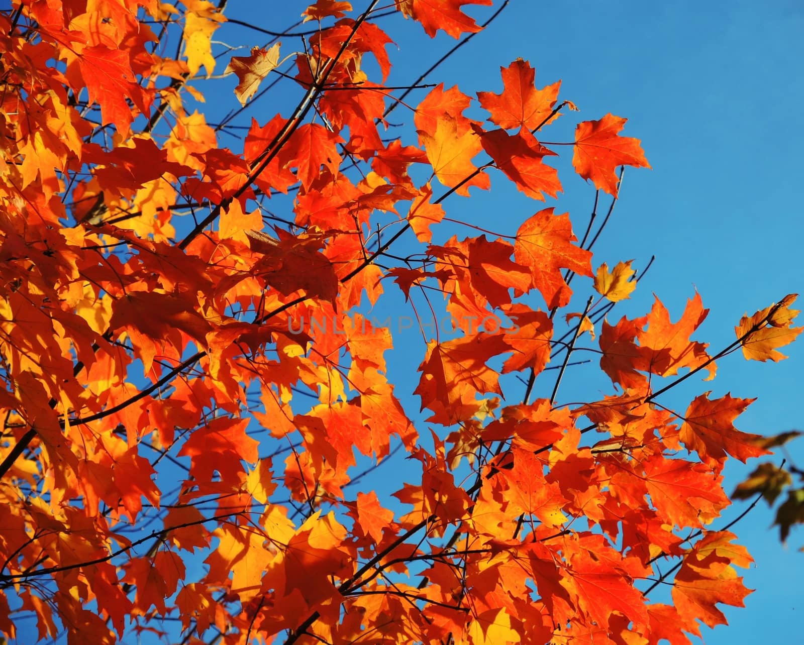 A close-up image of colourful Autumn leaves against a clear blue sky.