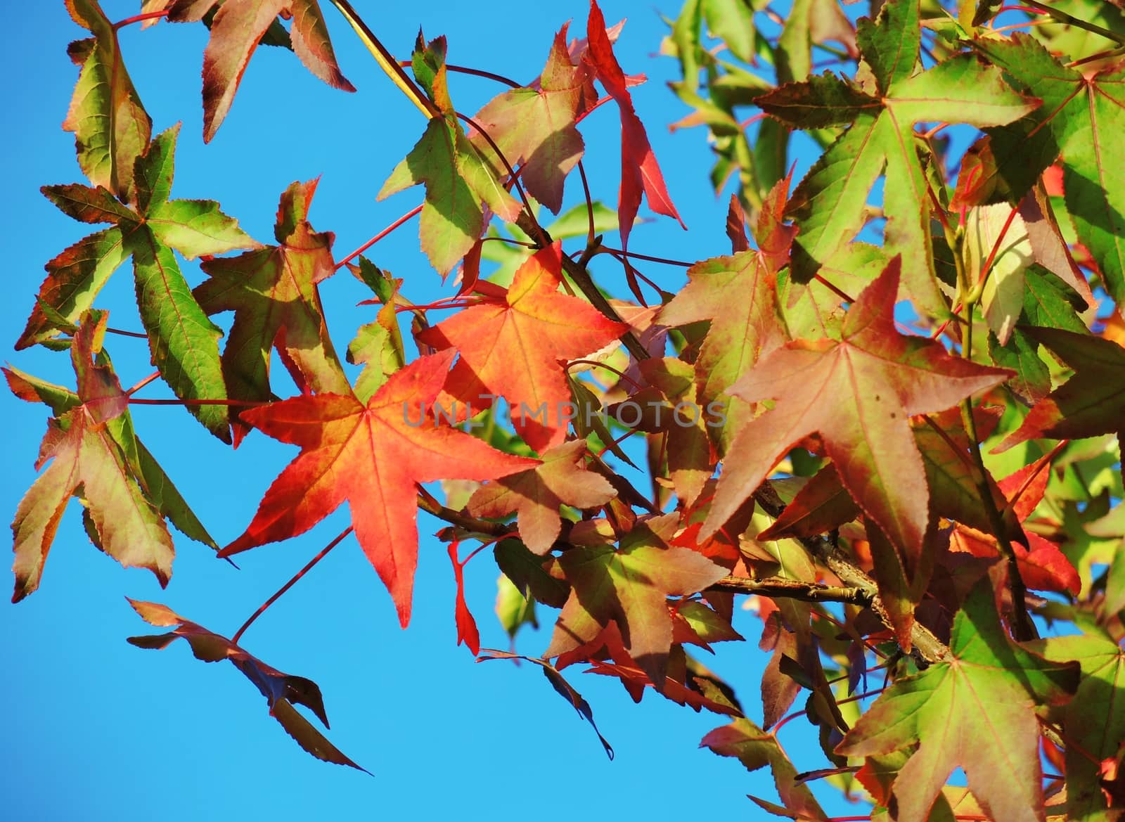 Colours of Autumn. by paulst