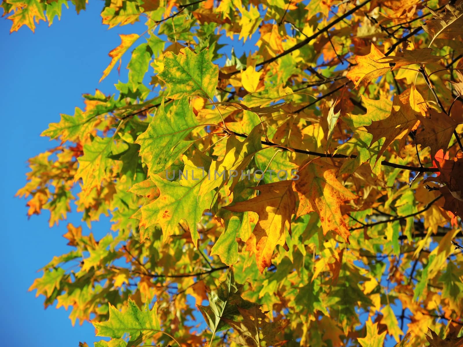 A close-up image of colourful Autumn leaves.