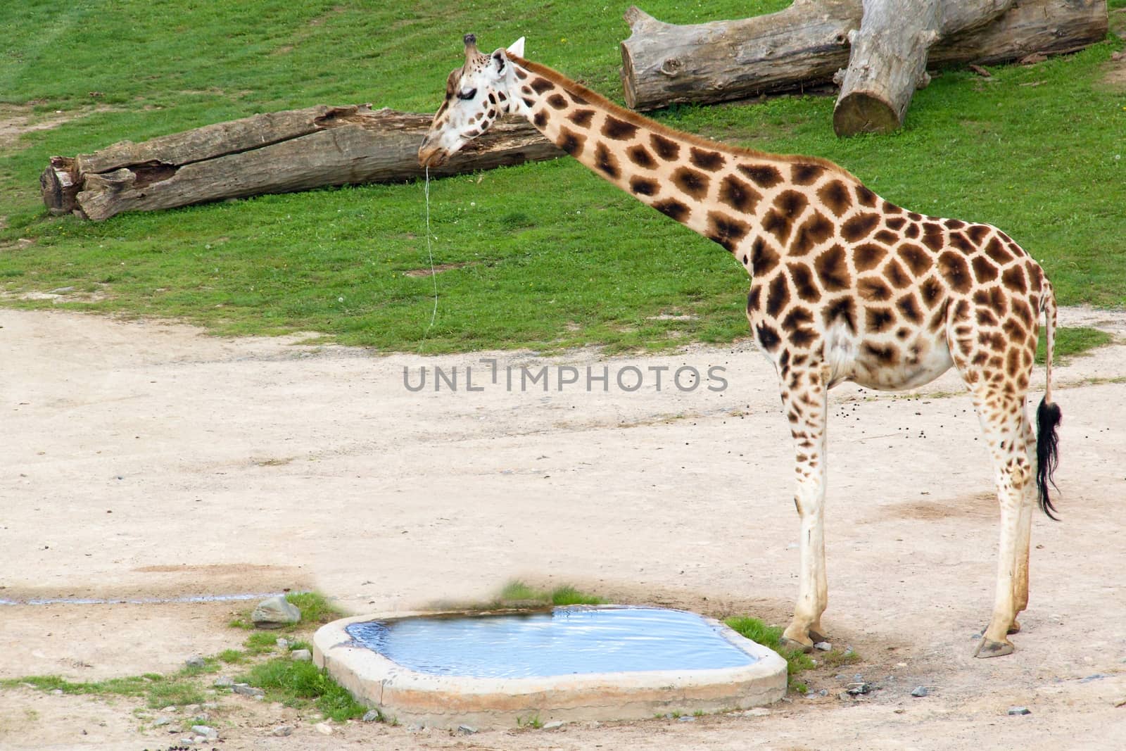 Photo shows a closeup of Rothschild giraffes  in the wood.