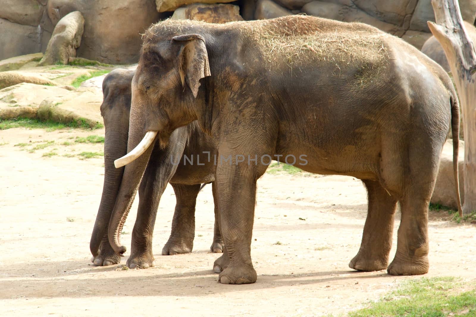 Photo shows a closeup of Indian elephants  in the nature.