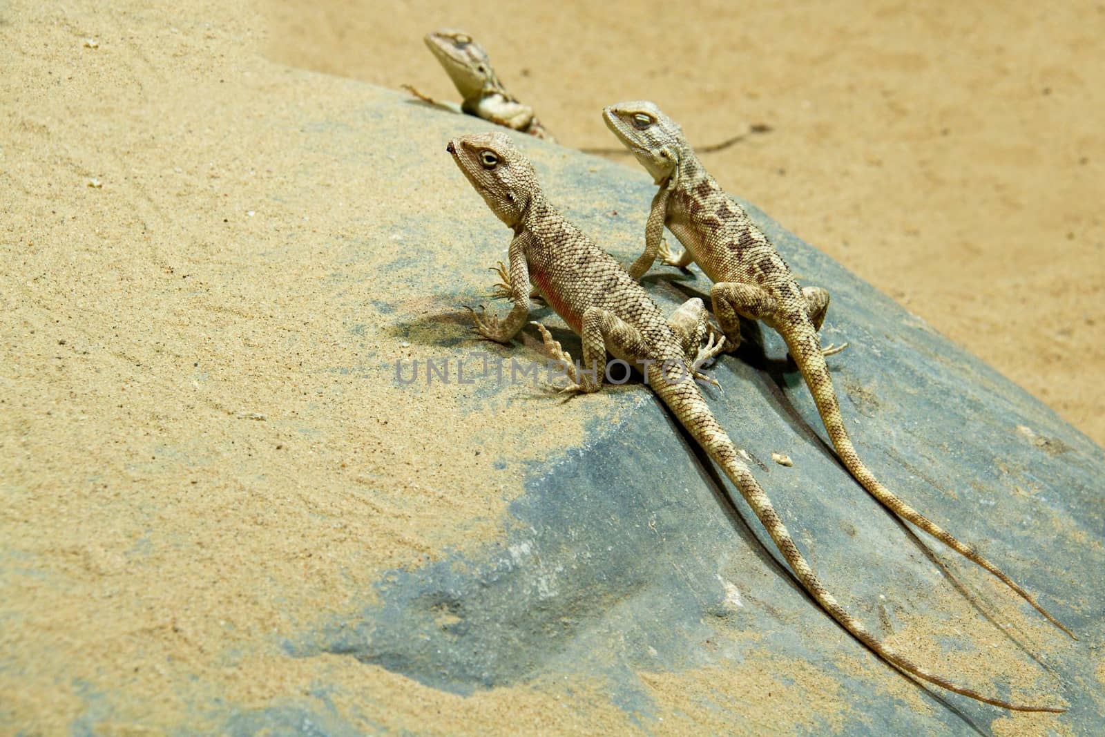 Wild lizard on the sand by Dermot68