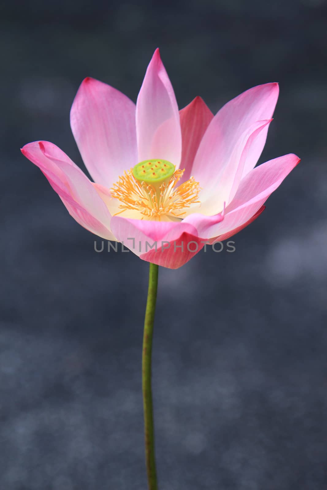 Pink  waterlily on tropical garden by foto76
