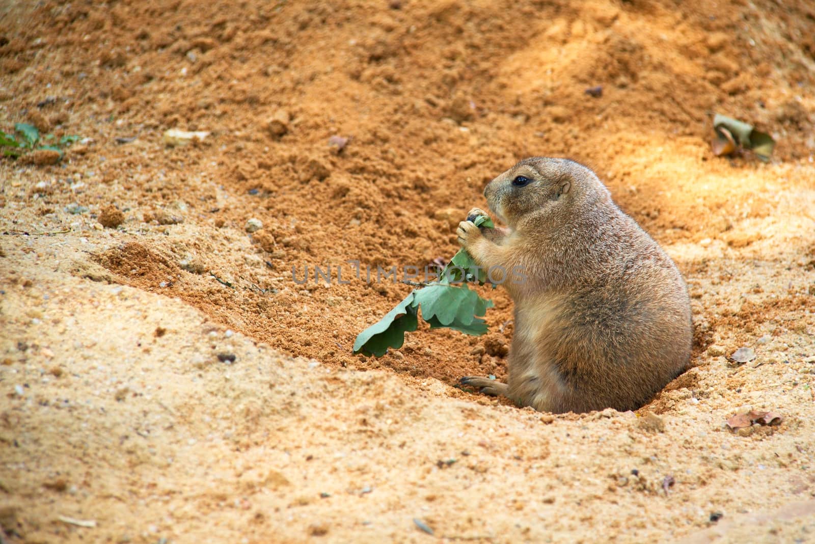 Black-tailed prairie dog by Dermot68