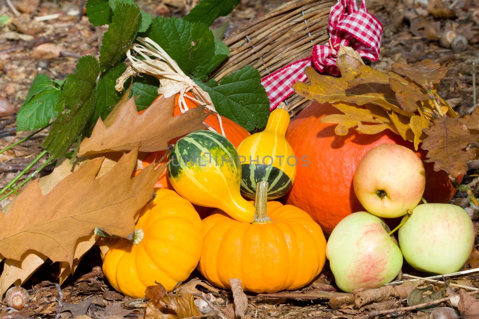 Photo shows a closeup of an autumn various vegetable in the wood.