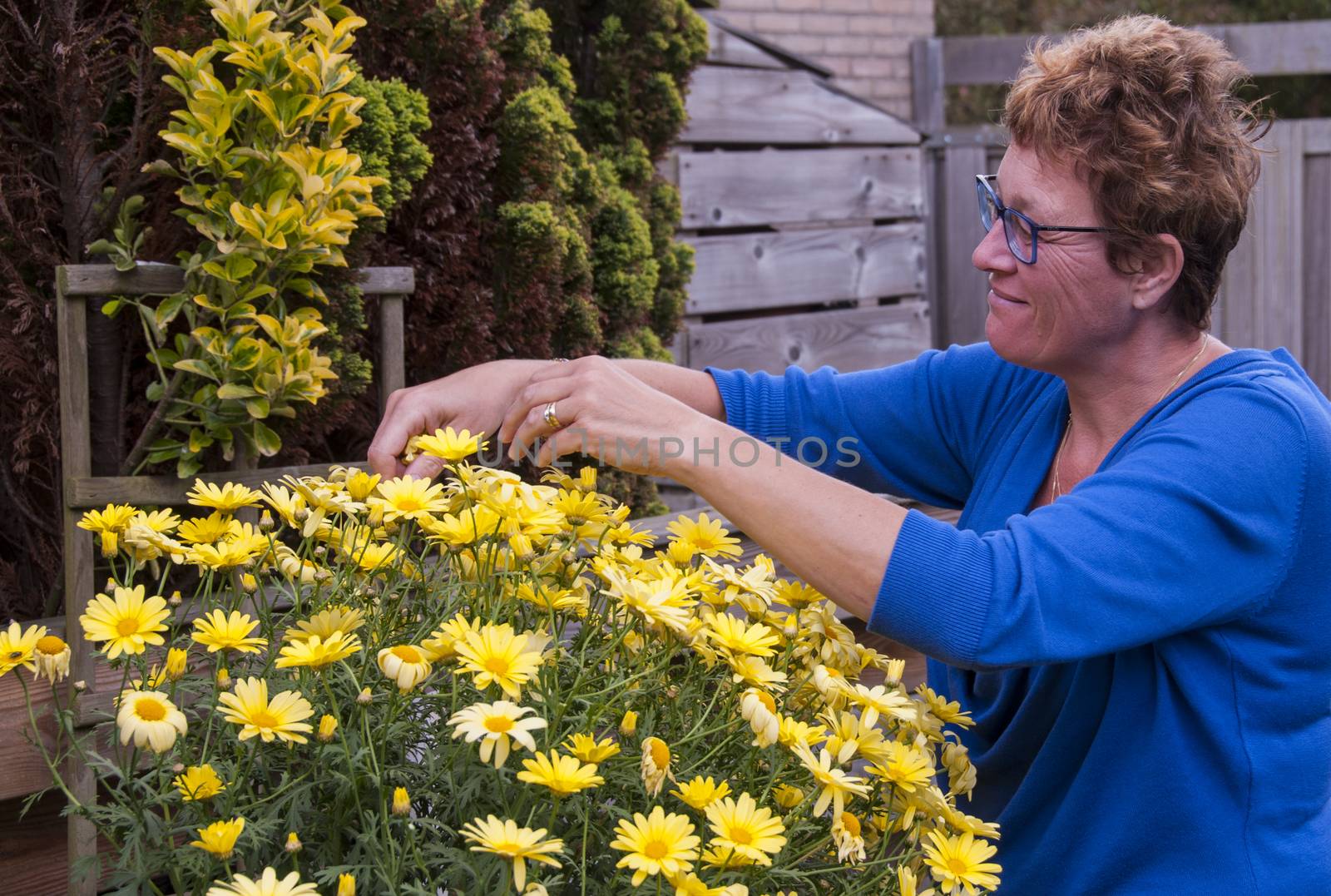 woman working in the garen with yellow Chrysanthemum