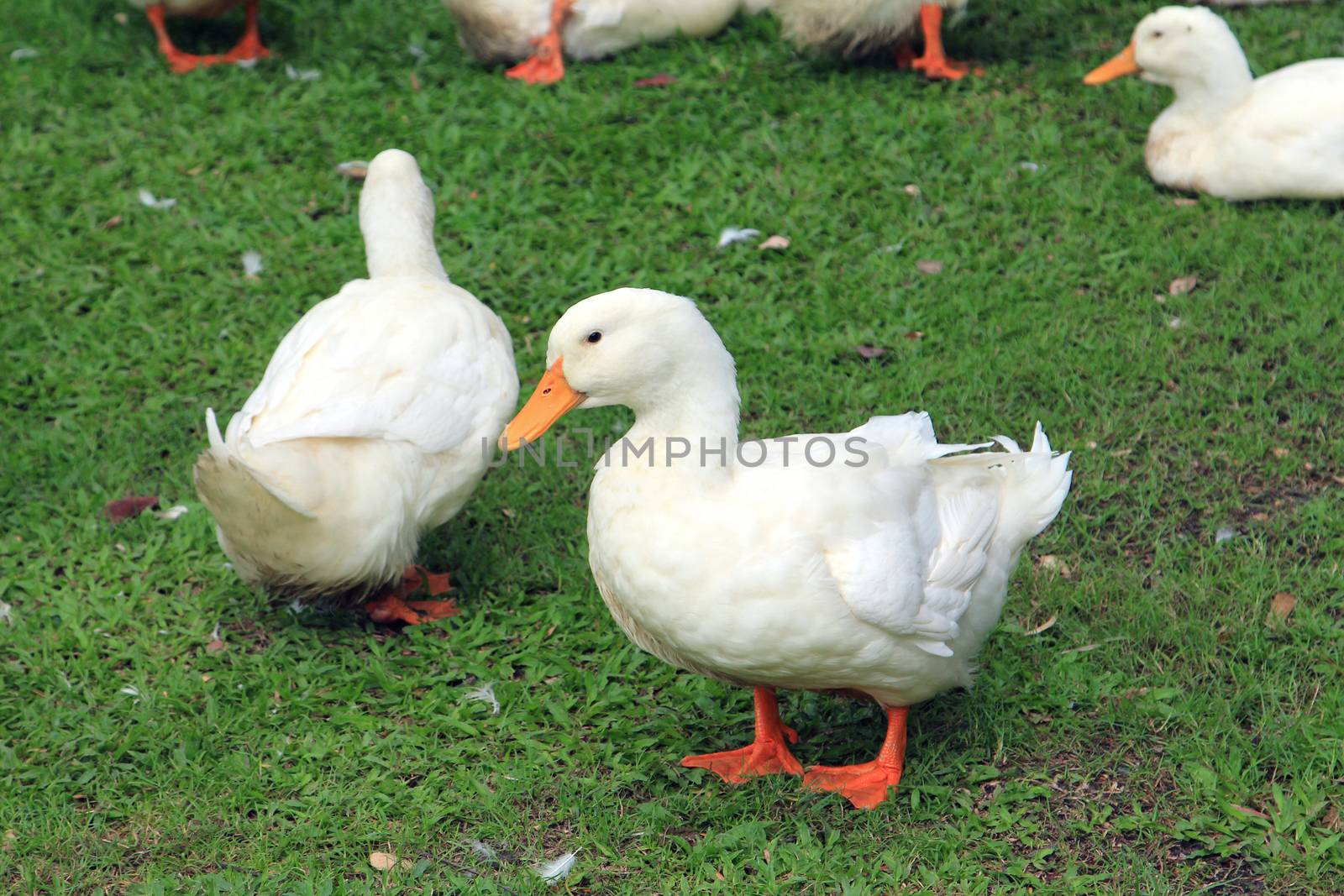 White ducks in grass