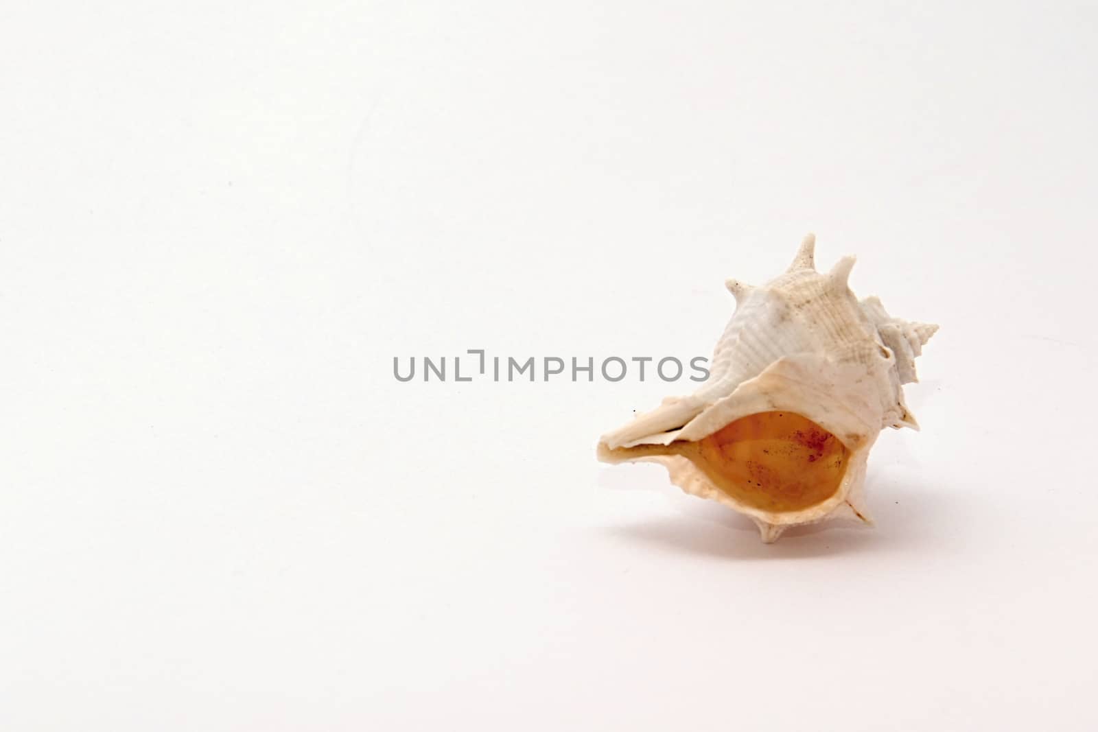 Photo of Seashell Object perfectly fits to various presentation purposes.