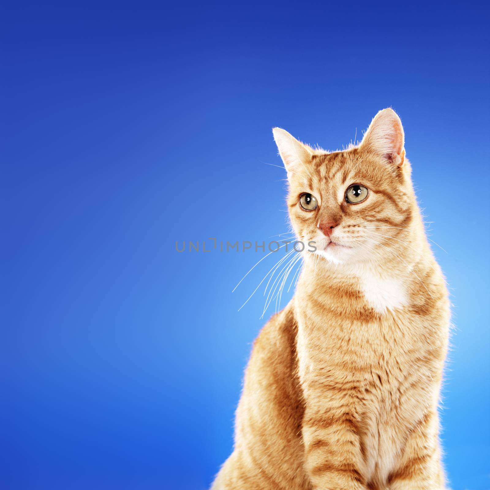 Senior (10 years) domestic ginger cat sitting in front of blue background. Copy space on the left side.