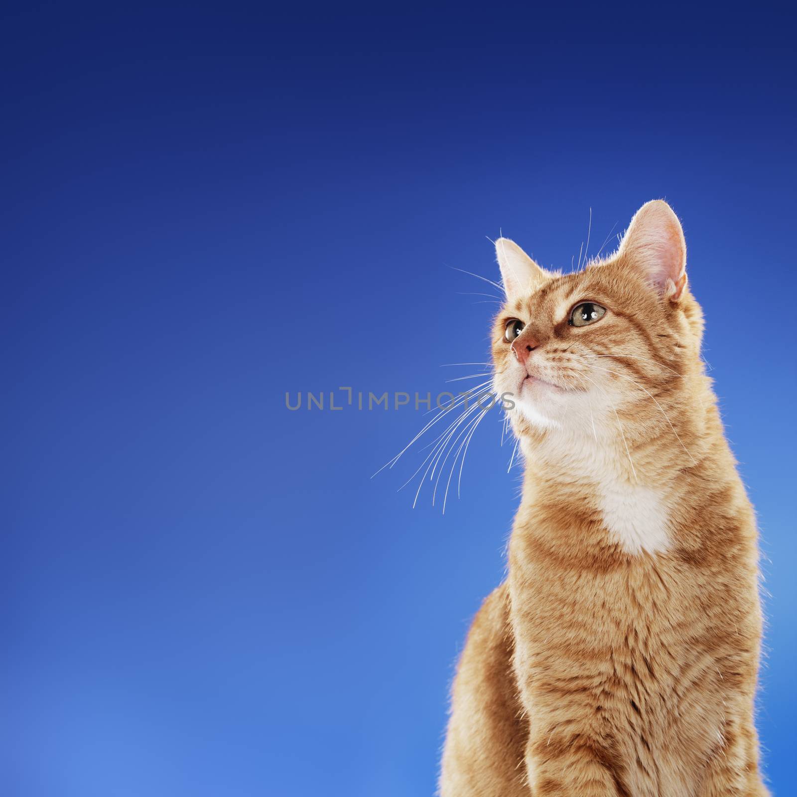 Senior (10 years) domestic ginger cat sitting in front of blue background. Copy space on the left side.