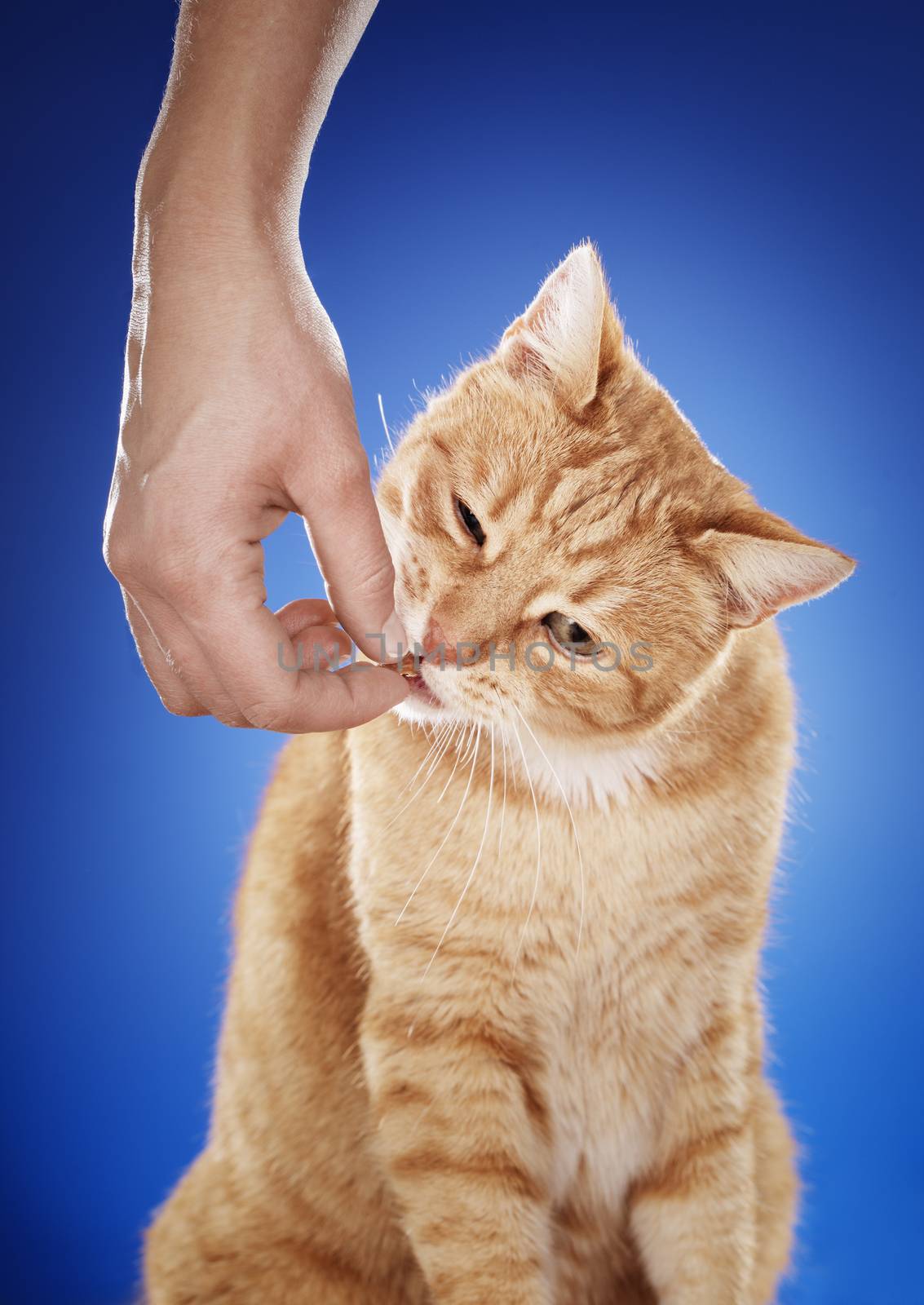 Woman giving her ginger cat a meaty treat.