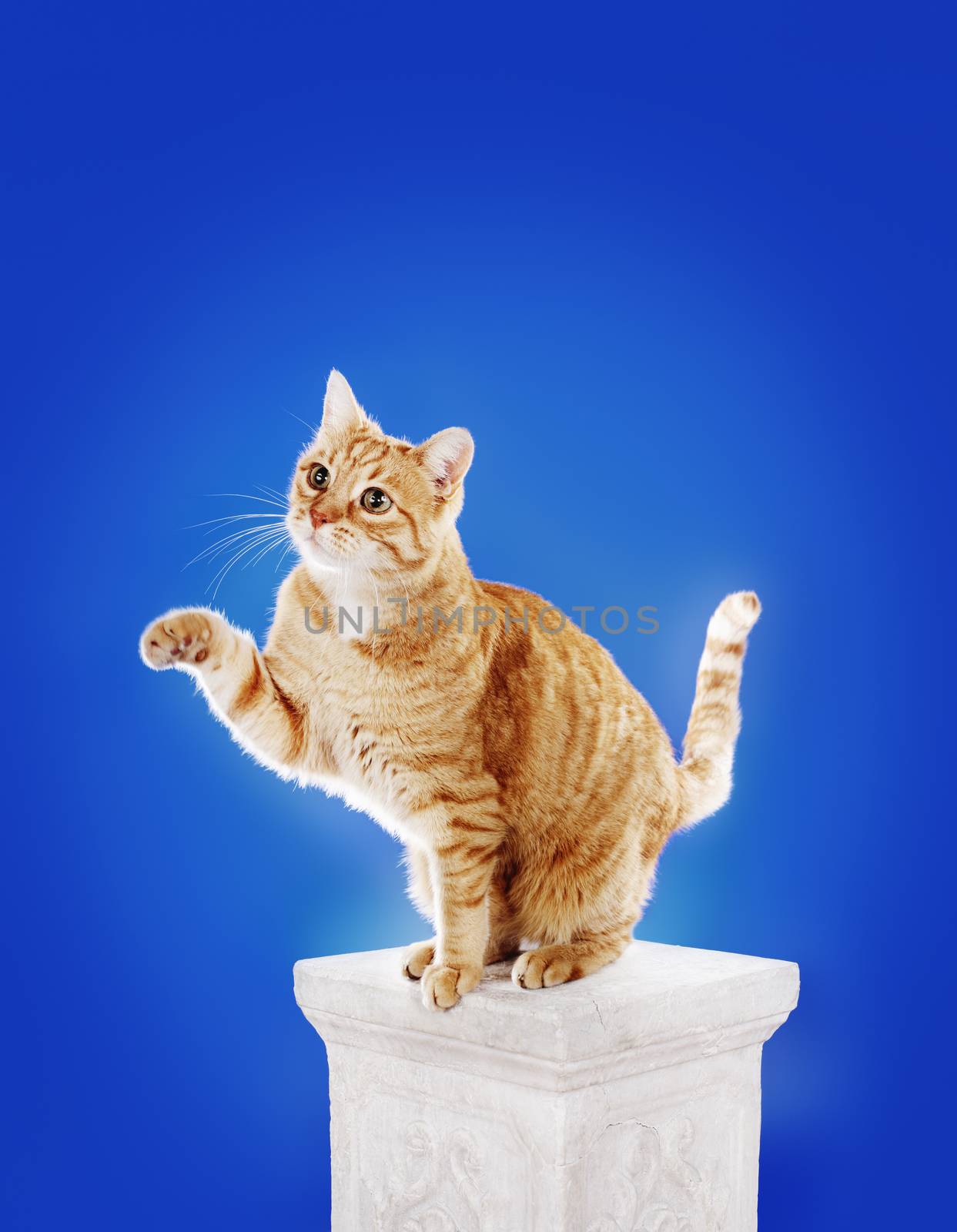 Senior (10 years) domestic ginger cat sitting on a column and lifting front paw.